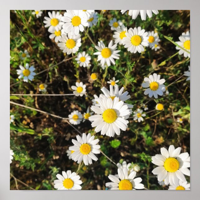 Póster Flores de Chamomile (Frente)