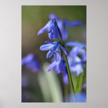 Flores de cilla azul siberica (esquisto de madera)