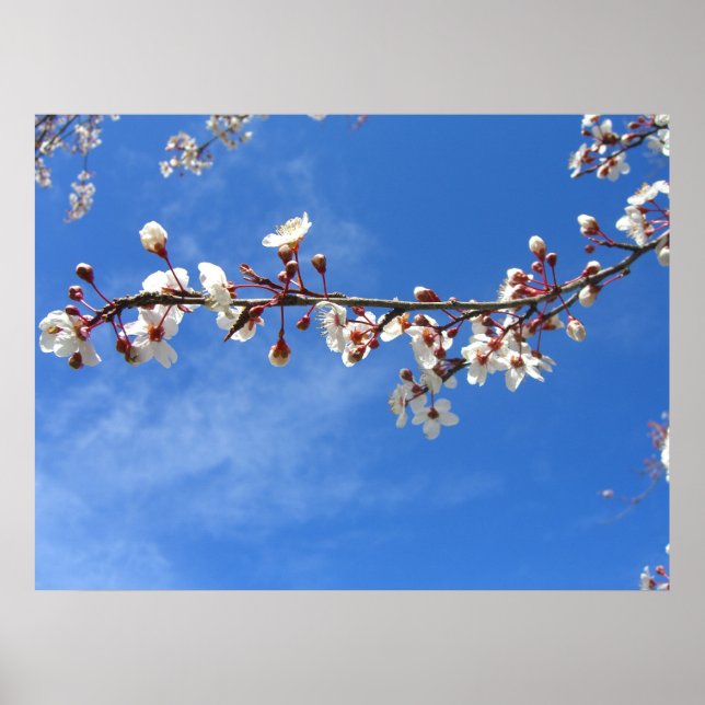 Póster Flores de ciruela, cielo azul (Frente)