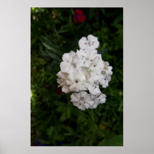 Póster Flores de clavel blanco