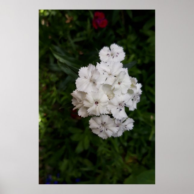 Póster Flores de clavel blanco (Frente)