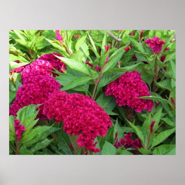 Póster Flores de Cockscomb Celosia rosa (Frente)