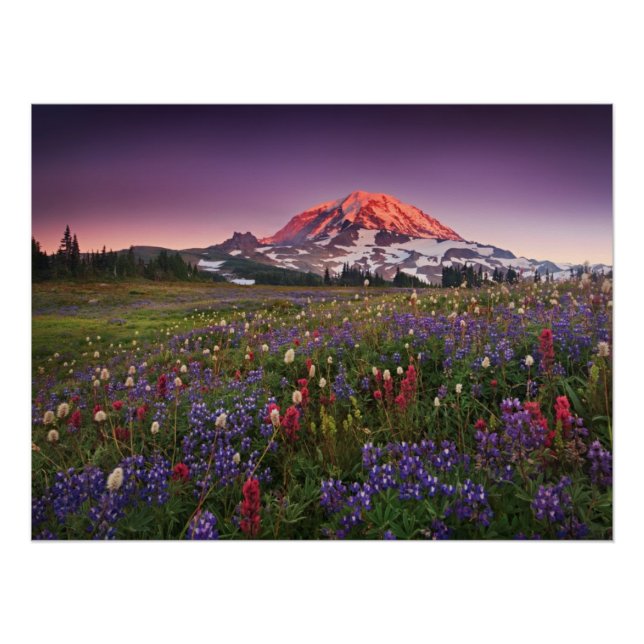 Póster Flores de colores en el parque nacional de Rainier (Anverso)