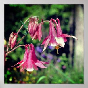 Póster Flores De Columbina Rosada Se Acercan
