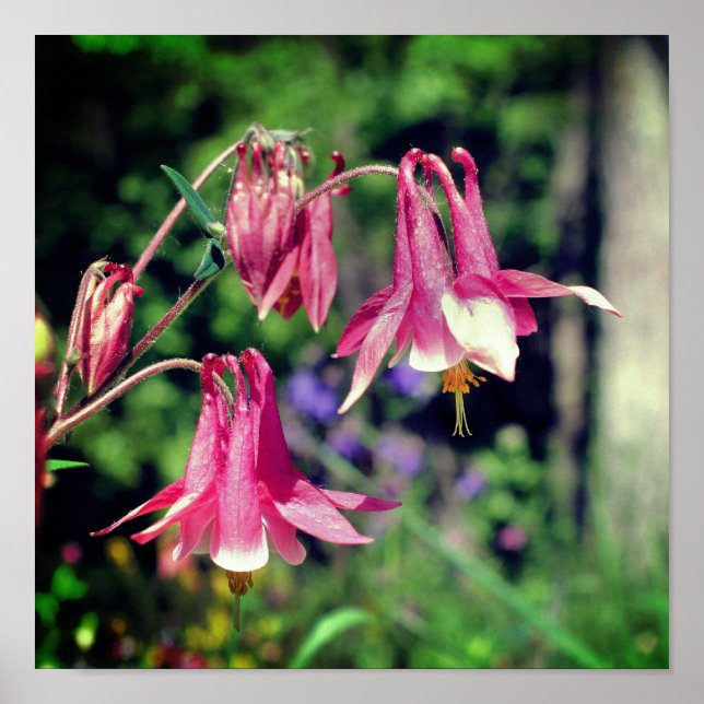 Póster Flores De Columbina Rosada Se Acercan (Frente)