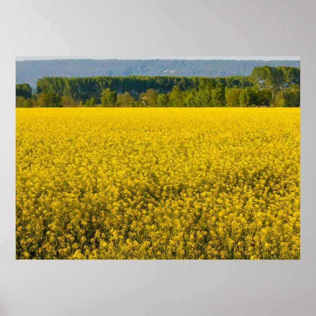 Póster flores de colza amarillas iluminadas por poster so (Frente)