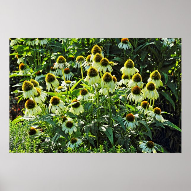 Póster Flores de cono, Bute Park, Cardiff, Gales (Frente)