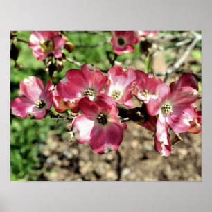 Póster Flores de Cornejo Rosado