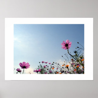 Póster Flores de Cosmos de Japón