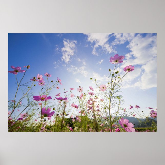 Póster Flores de cosmos. Otsu, Prefectura de Shiga, Japón (Frente)