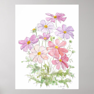Póster flores de cosmos púrpura y rosa pintadas a mano ti