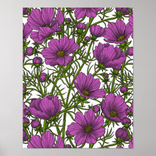 Póster Flores de cosmos violetas