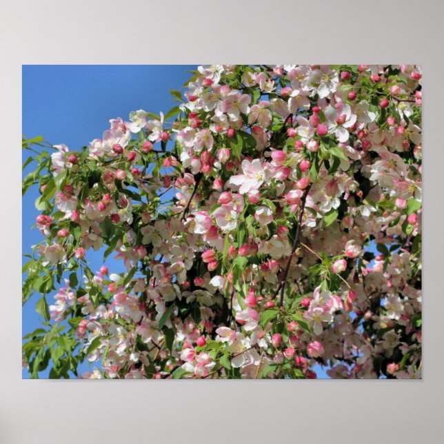 Póster Flores De Crabapple De Primavera Blanca Y Rosa (Frente)