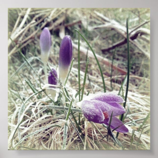 Póster Flores de croco de primavera espumoso (Frente)