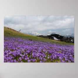 Póster Flores de croco en Velika Planina, Eslovenia