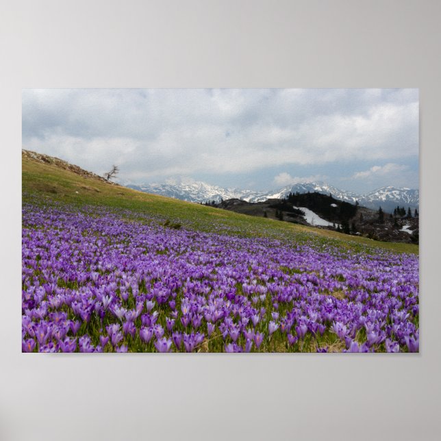 Póster Flores de croco en Velika Planina, Eslovenia (Frente)