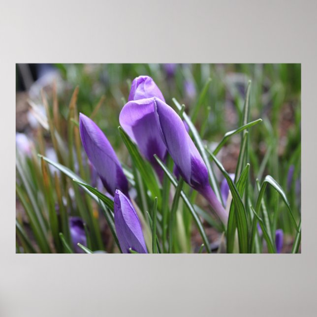 Póster Flores de croco morado,番 红 花 (Frente)