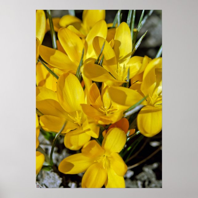 Póster Flores de crocus amarillos (Frente)