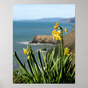Póster Flores de Daffodil en la costa del Pacífico, retra