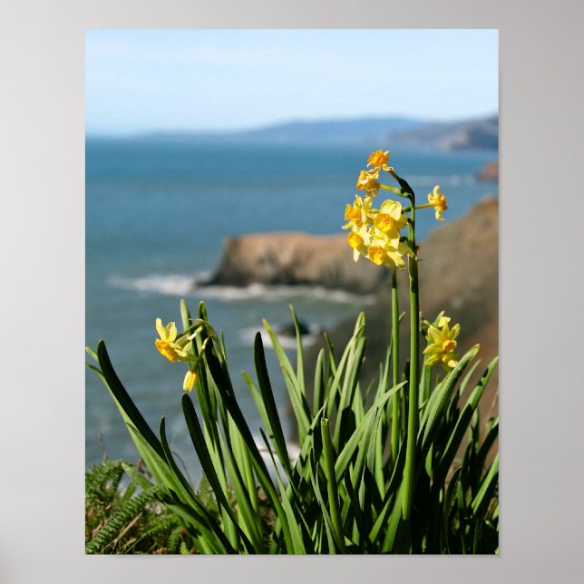 Póster Flores de Daffodil en la costa del Pacífico, retra (Frente)