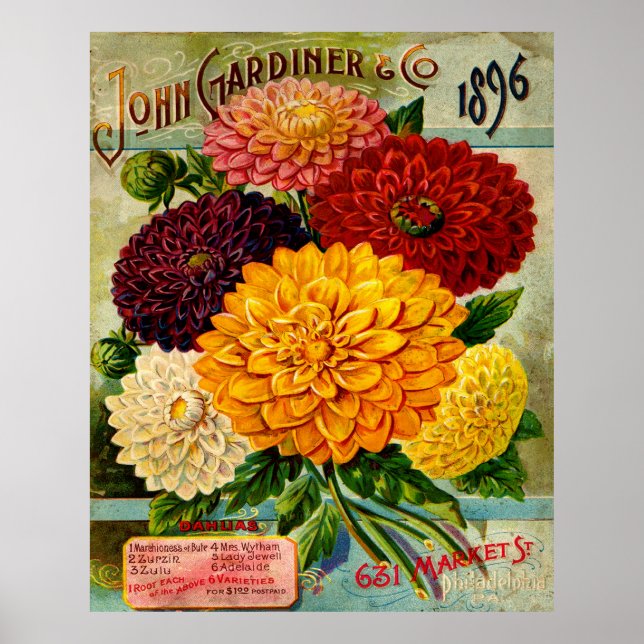 Póster Flores de Dahlia antiguas (Frente)