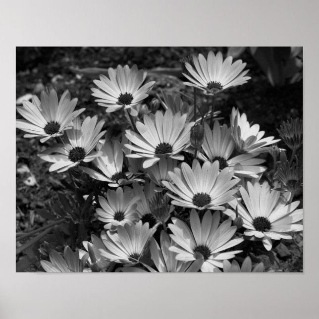 Póster Flores De Daisy Africanas En Blanco Y Negro (Frente)