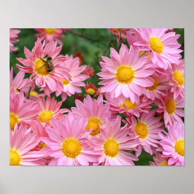 Póster Flores De Daisy Rosadas Y Abeja De Bumble (Frente)