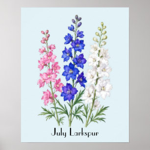 Póster Flores de Delphinium de Julio