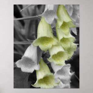 Póster Flores de Digitalis Color Parcial