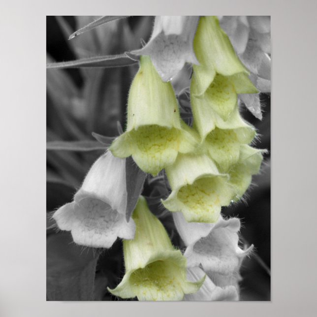 Póster Flores de Digitalis Color Parcial (Frente)