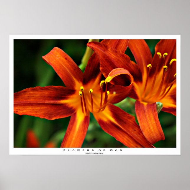 Póster Flores de Dios (Frente)