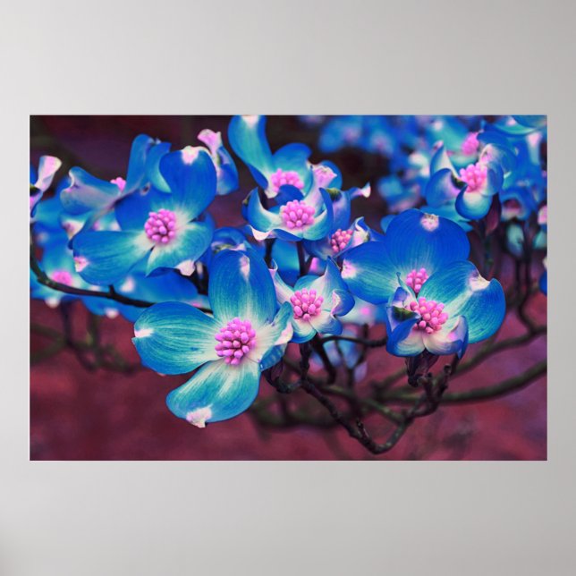 Póster Flores de dogwood azul (Frente)