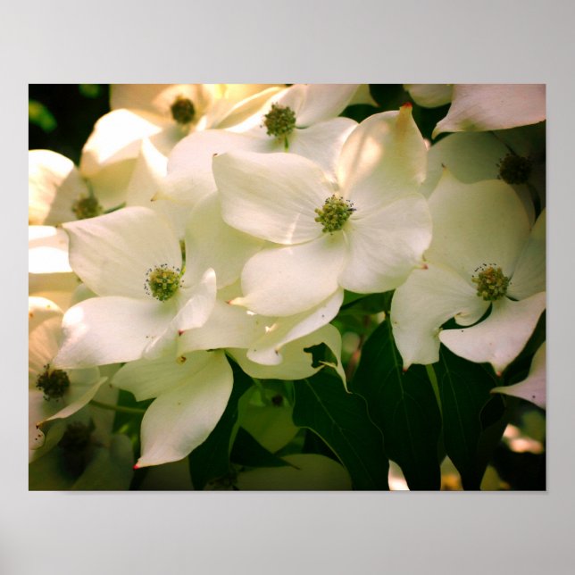 Póster Flores de dogwood blancas (Frente)