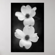 Flores de dogwood en blanco y negro