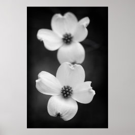 Póster Flores de dogwood en blanco y negro