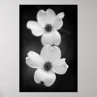 Póster Flores de dogwood en blanco y negro