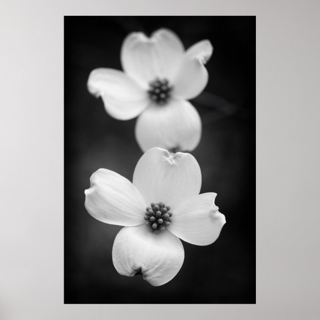 Póster Flores de dogwood en blanco y negro (Frente)
