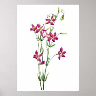 Póster Flores de época - Centaurium por Mary Vaux Walcott