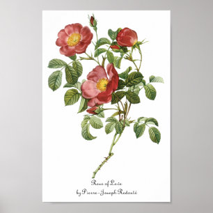 Póster Flores de época rosa de amor rojo floral de Redout