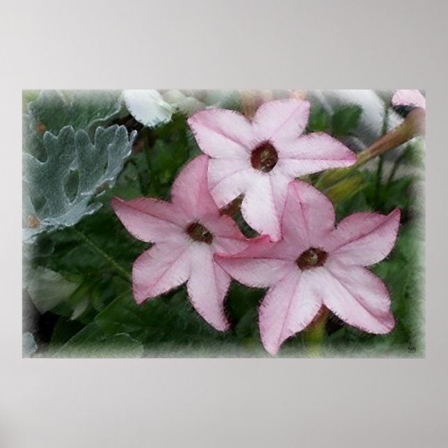 Póster Flores de estrellas Nicotania (Frente)