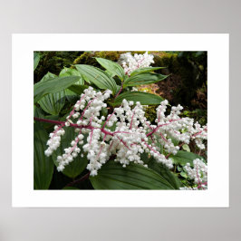 Póster Flores de Falsa Estrella de Salomón Floral