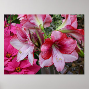 Póster Flores de feriado rojo de Amaryllis y Poinsettia