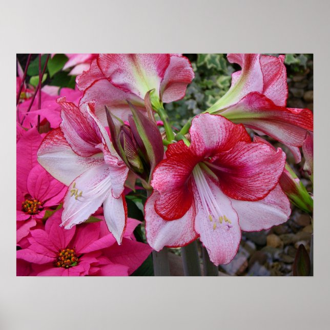 Póster Flores de feriado rojo de Amaryllis y Poinsettia (Frente)