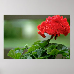 Póster Flores de flor de geranio rojo