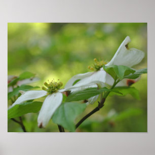 Póster Flores de flores de dogwood silvestres blancas
