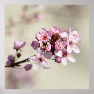 Póster Flores de flores de flores de cerezo