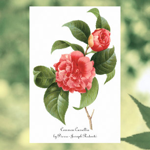 Póster Flores de flores vintage, de camelia rosa por Redo