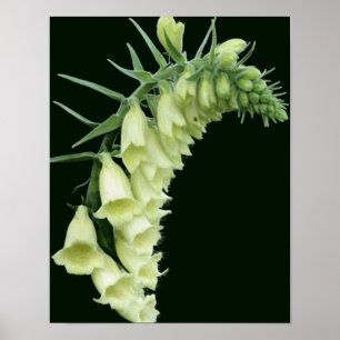 Póster Flores de Foxglove Blancas Creamy
