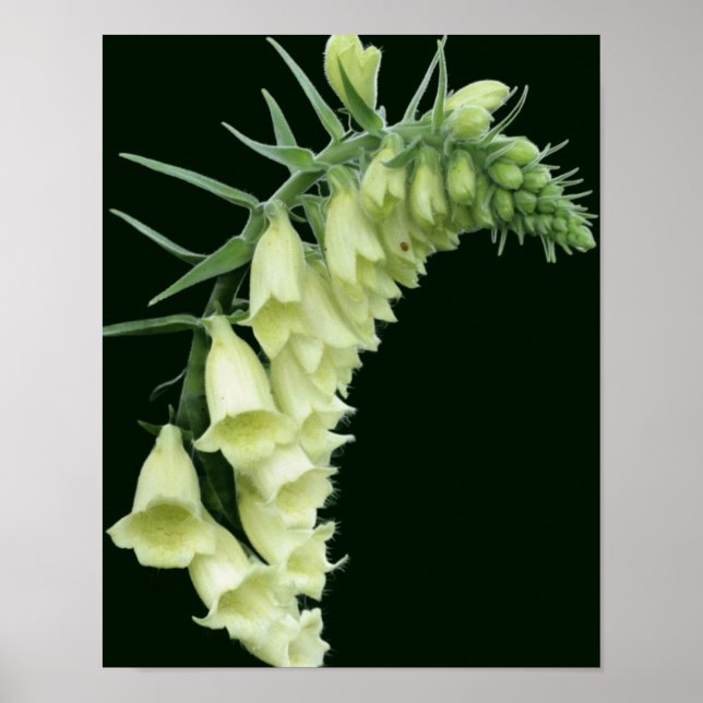 Póster Flores de Foxglove Blancas Creamy (Frente)