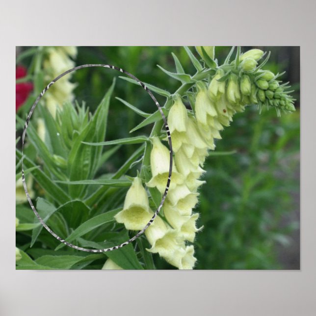 Póster Flores de Foxglove Blancas Cremosas Añade Tu Foto (Frente)